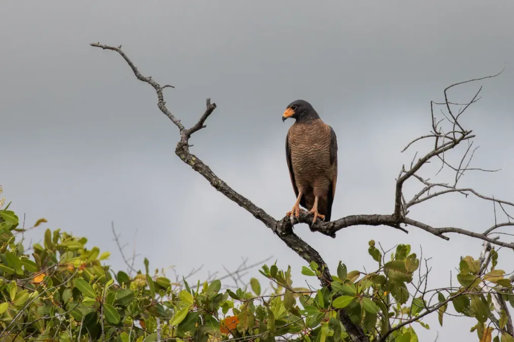File:Buteogallus aequinoctialis 343293518.jpg