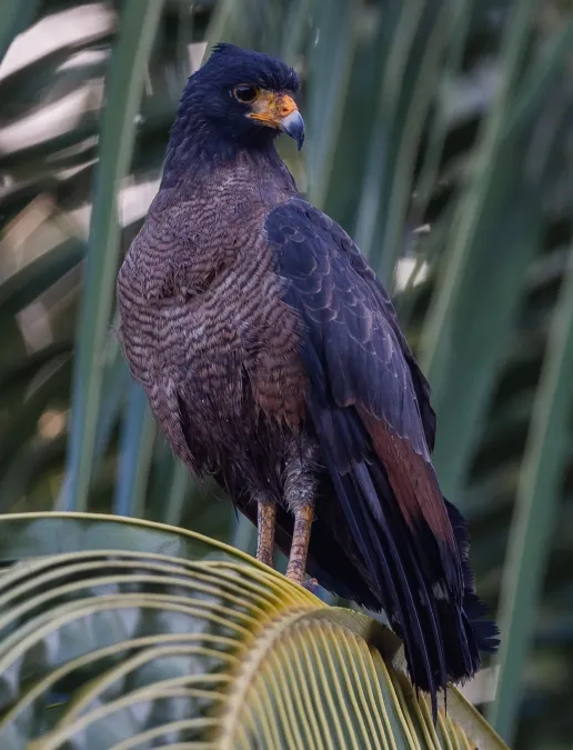 File:Buteogallus aequinoctialis 336670195.jpg