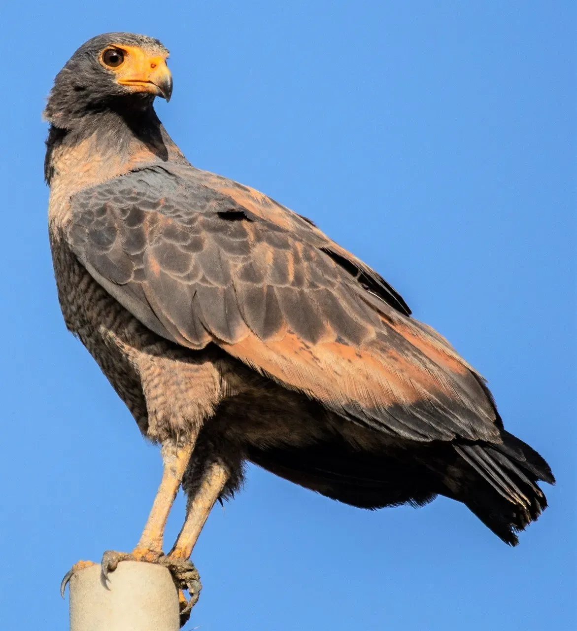 File:Buteogallus aequinoctialis 45397339.jpg