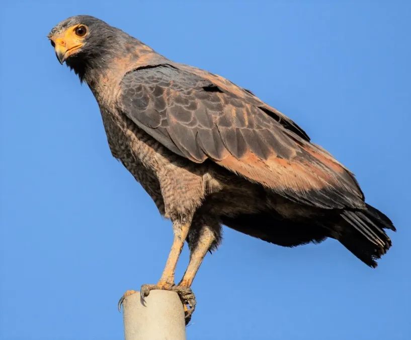 File:Buteogallus aequinoctialis 45397362.jpg