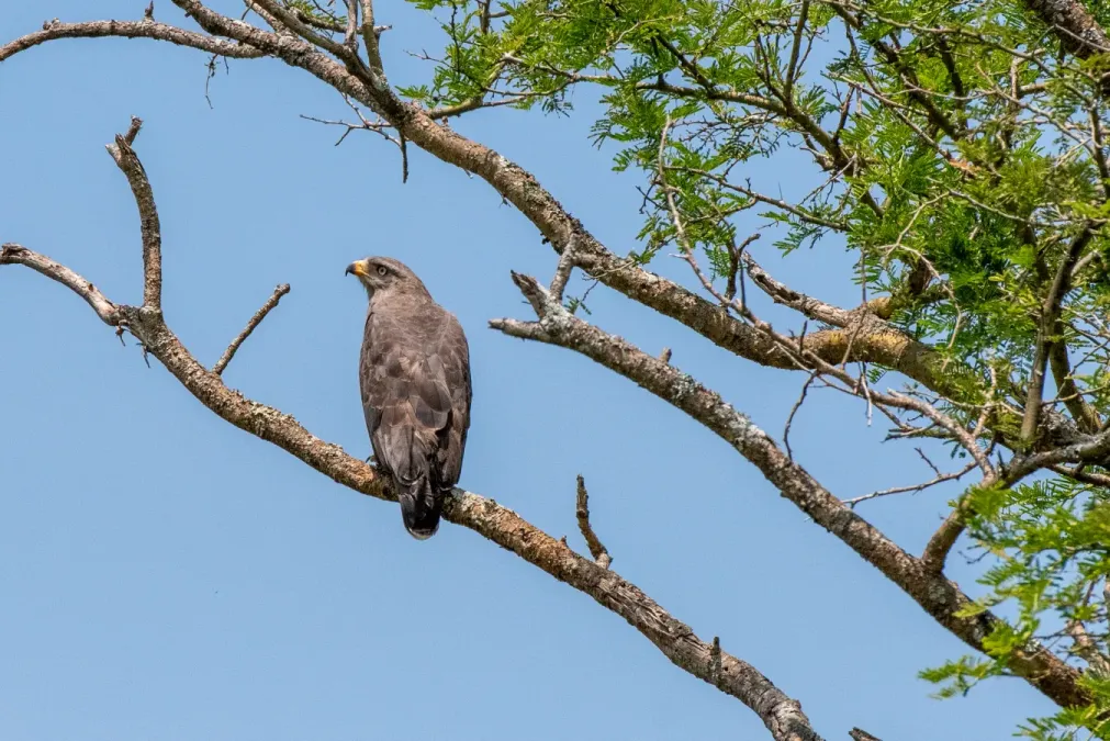 File:Circaetus cinerascens 289580572.jpg