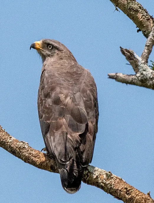 File:Circaetus cinerascens 289580572 (cropped).jpg