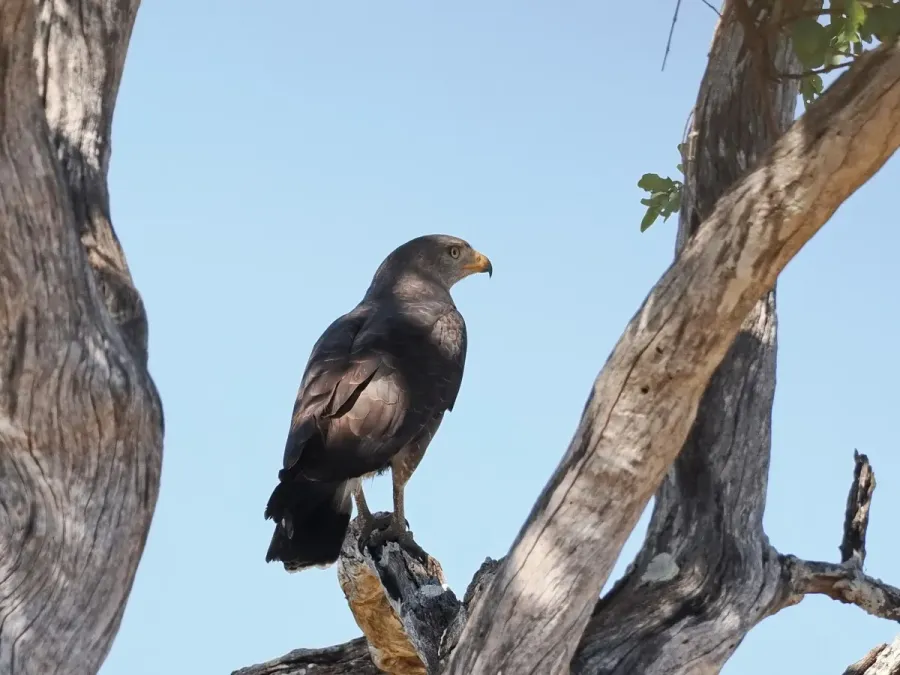 File:Circaetus cinerascens 213699739.jpg