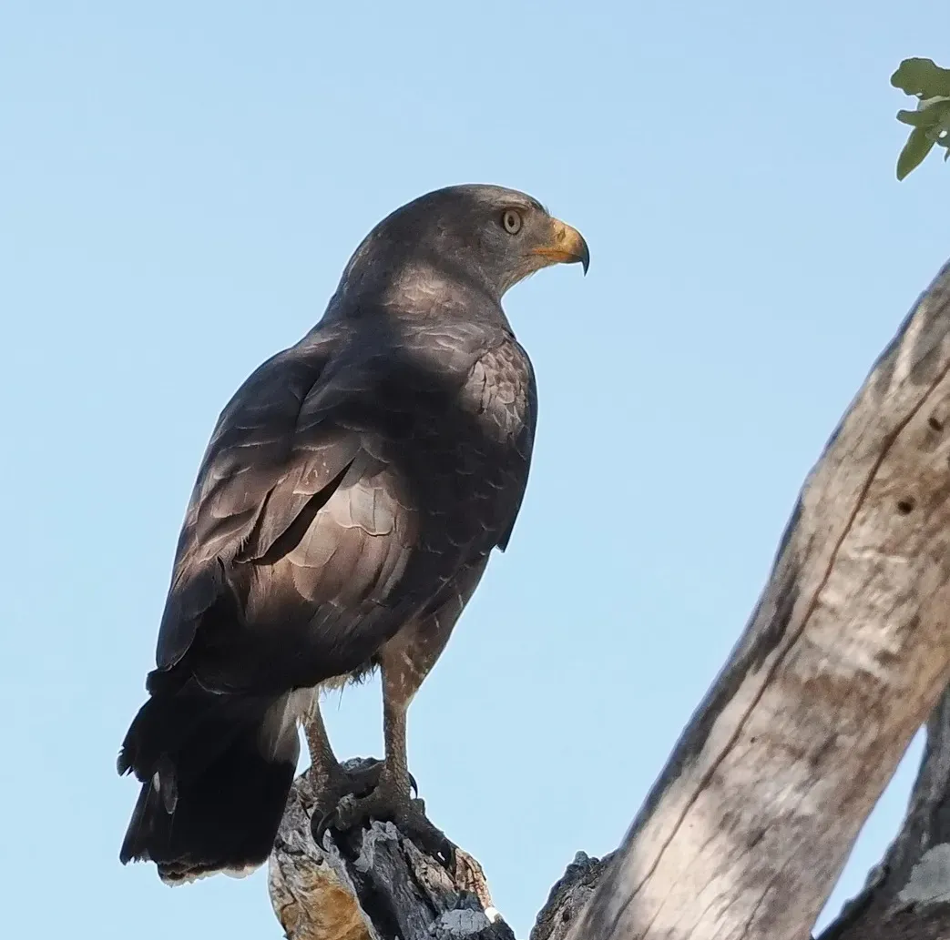 File:Circaetus cinerascens 213699739 (cropped).jpg