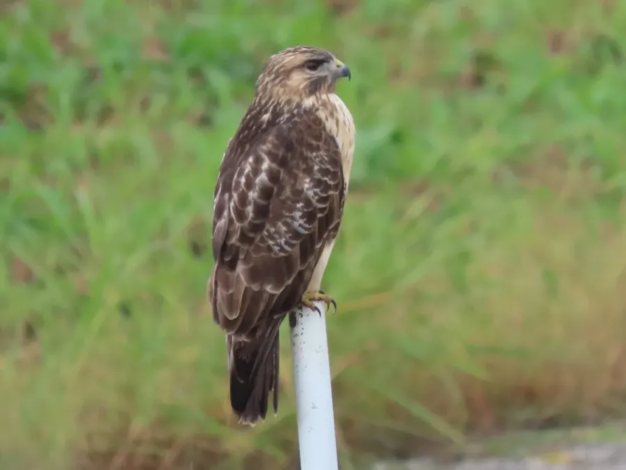 File:Buteo japonicus japonicus 438159052.jpg