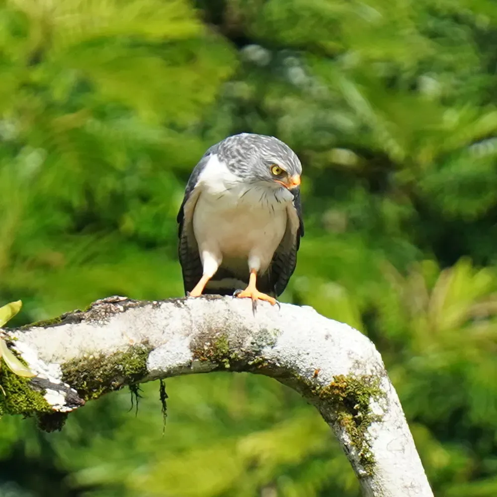 File:Leucopternis semiplumbeus 448948398.jpg
