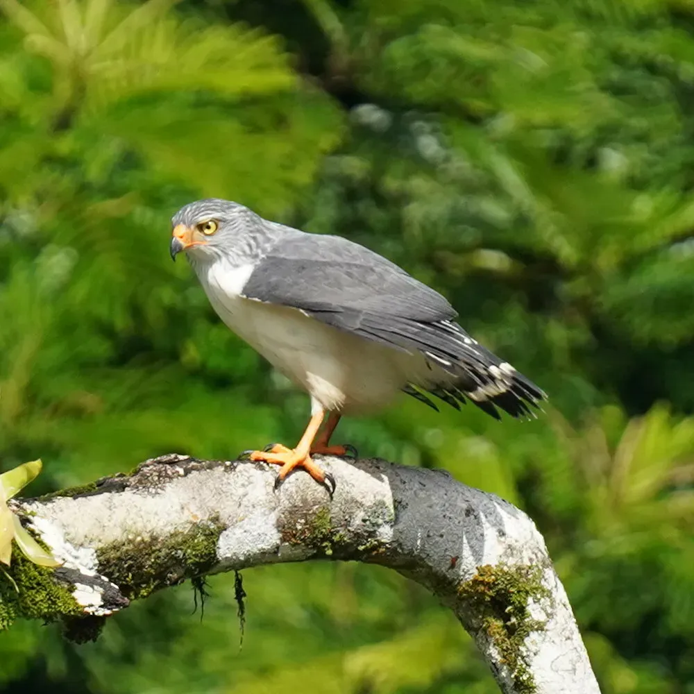 File:Leucopternis semiplumbeus 448948413.jpg