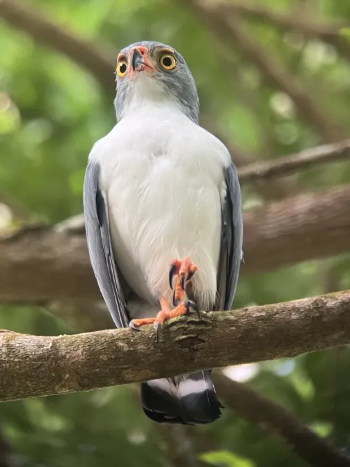 File:Leucopternis semiplumbeus 433730876.jpg