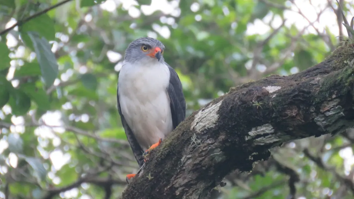 File:Leucopternis semiplumbeus 217012380.jpg