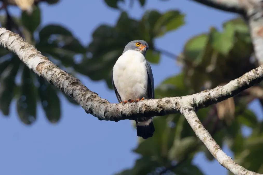 File:Leucopternis semiplumbeus 350275965.jpg
