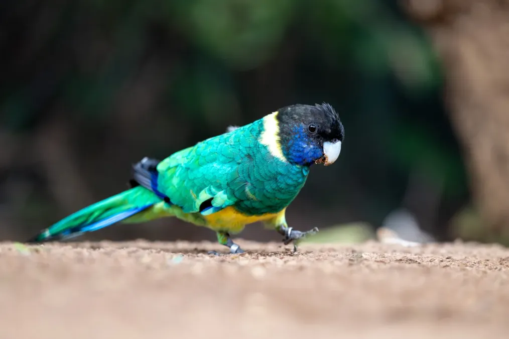 File:Ringsittich-Barnardius zonarius-Loro-Parque-2024.jpg