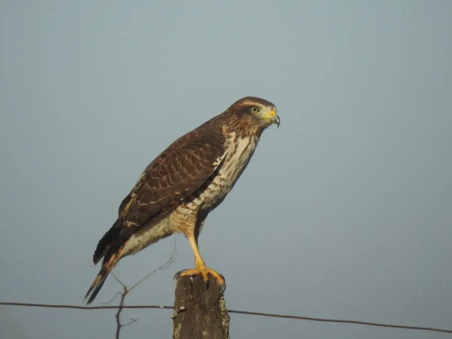 File:Rupornis magnirostris 454377456.jpg