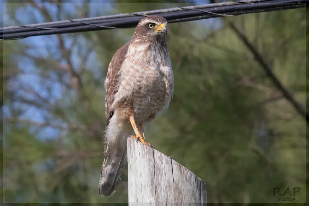 File:Rupornis magnirostris 451547699.jpg