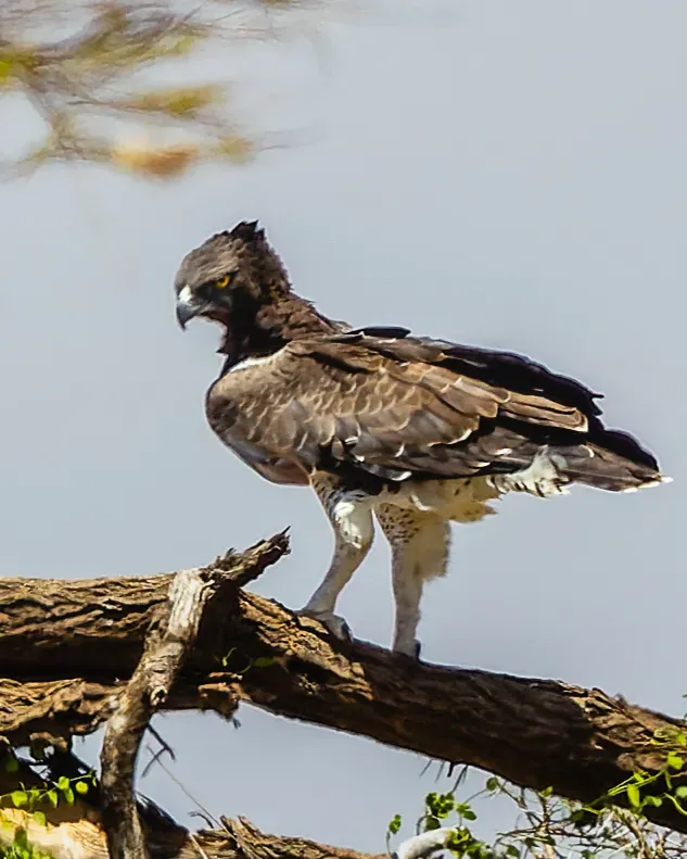 File:Polemaetus bellicosus 376762076.jpg
