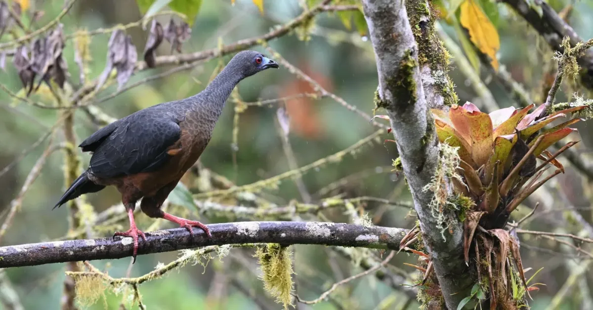 File:Chamaepetes goudotii 258139832.jpg