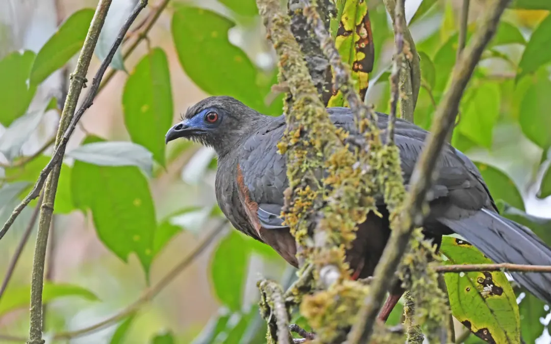 File:Chamaepetes goudotii 238606717.jpg