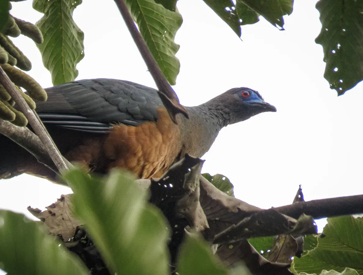 File:Chamaepetes goudotii 190793928.jpg