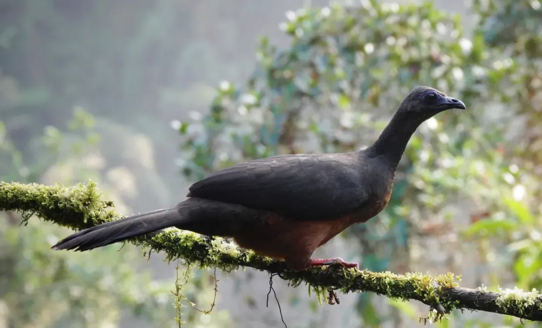 File:Chamaepetes goudotii 181737610.jpg