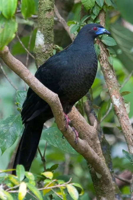 File:Chamaepetes unicolor 248870395.jpg