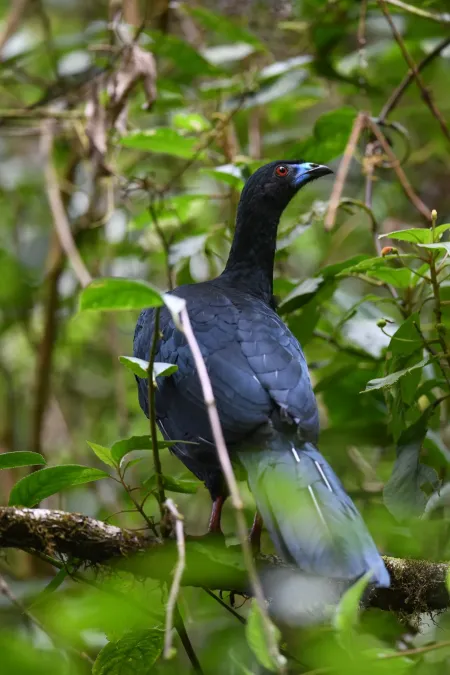File:Chamaepetes unicolor 188407481.jpg