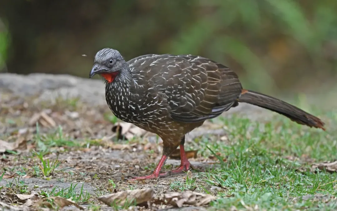 File:Penelope argyrotis 285501722.jpg