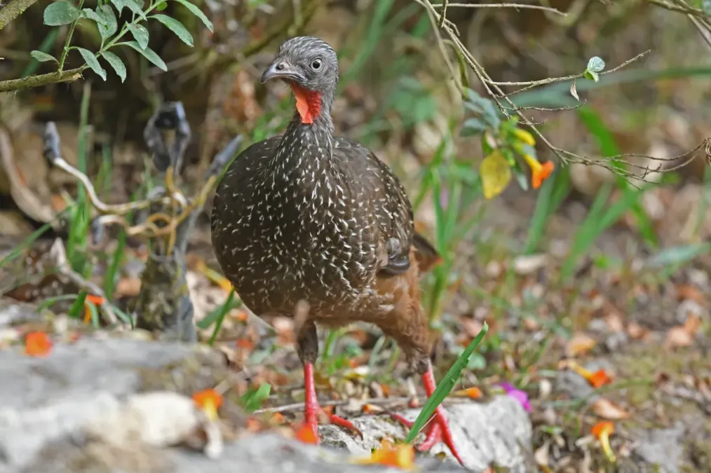 File:Penelope argyrotis 285501890.jpg
