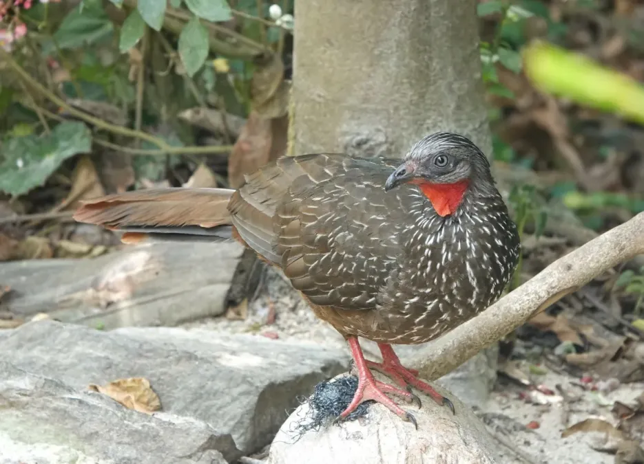 File:Penelope argyrotis 288903423.jpg