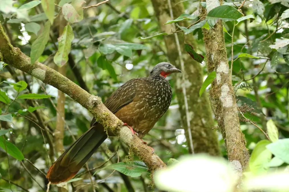 File:Penelope argyrotis 32788129.jpg