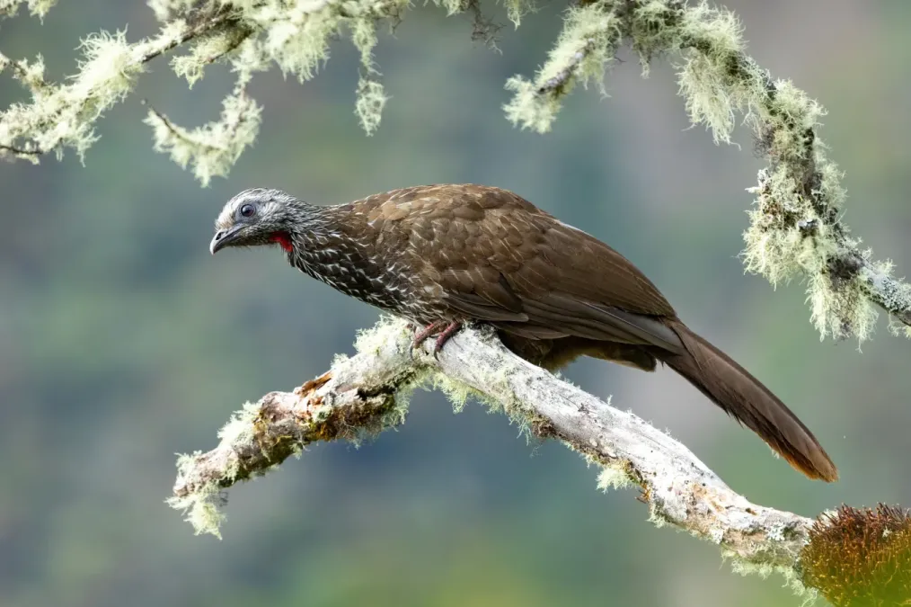 File:Penelope barbata 383239912.jpg