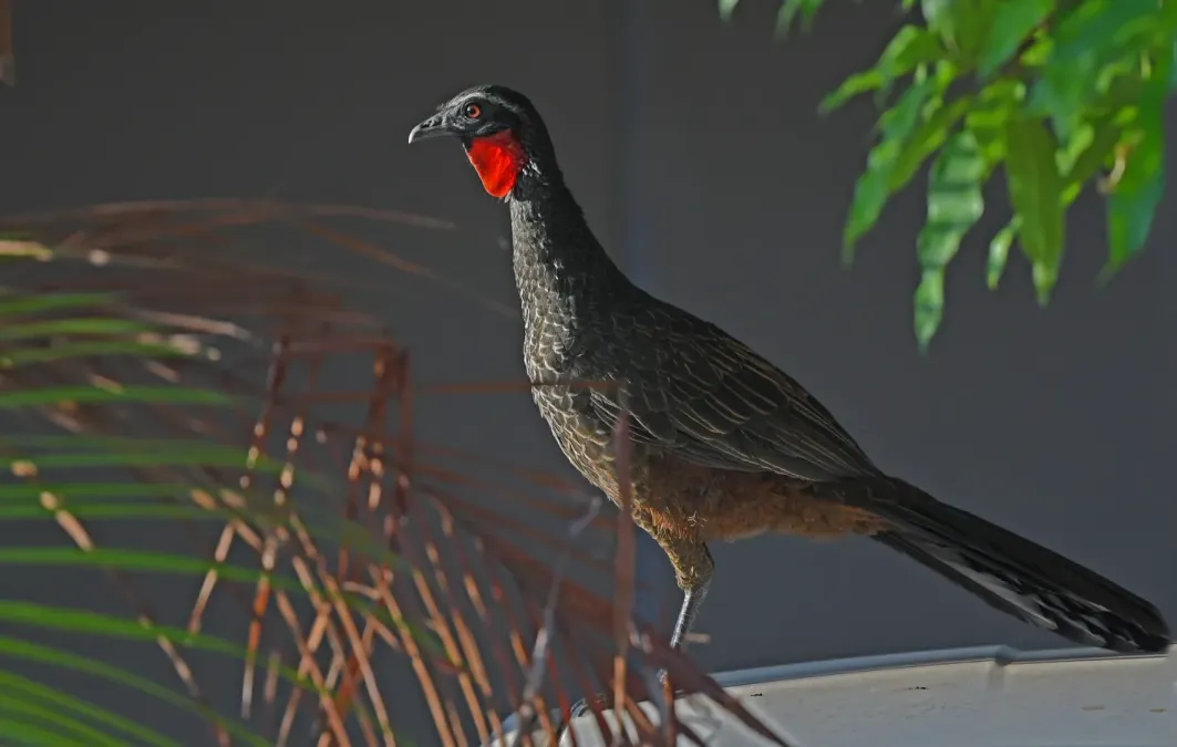 File:Penelope superciliaris 444168819.jpg