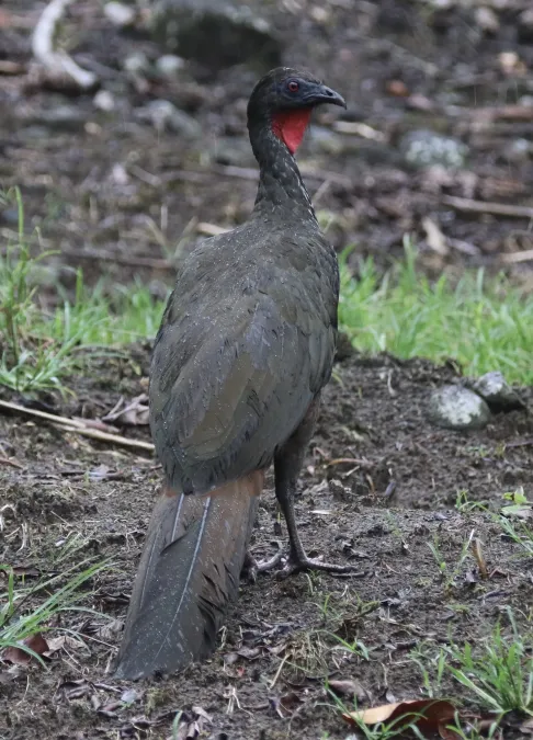 File:Penelope purpurascens 393721597.jpg