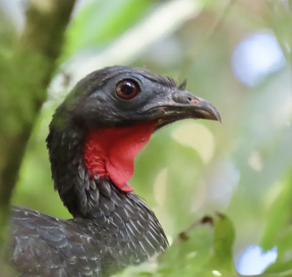 File:Penelope perspicax 414763978.jpg