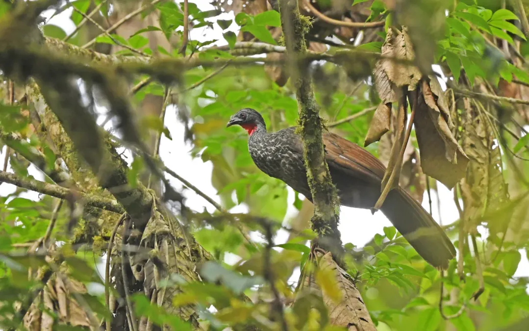 File:Penelope perspicax 233713361.jpg