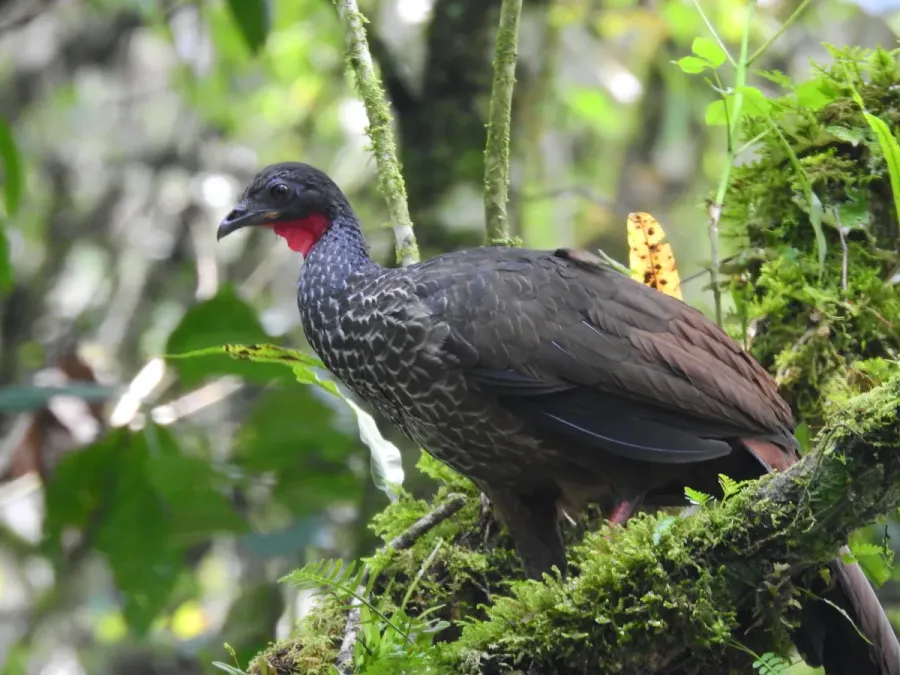 File:Penelope perspicax 95382587.jpg
