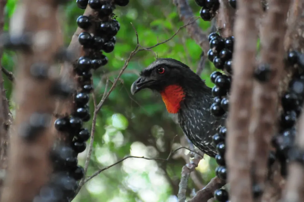 File:Penelope obscura 447946508.jpg