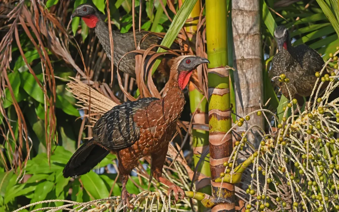 File:Penelope pileata 444169007.jpg