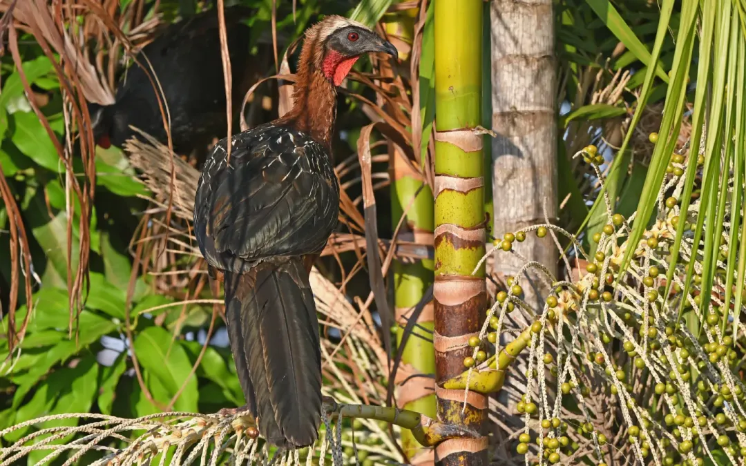 File:Penelope pileata 444169025.jpg