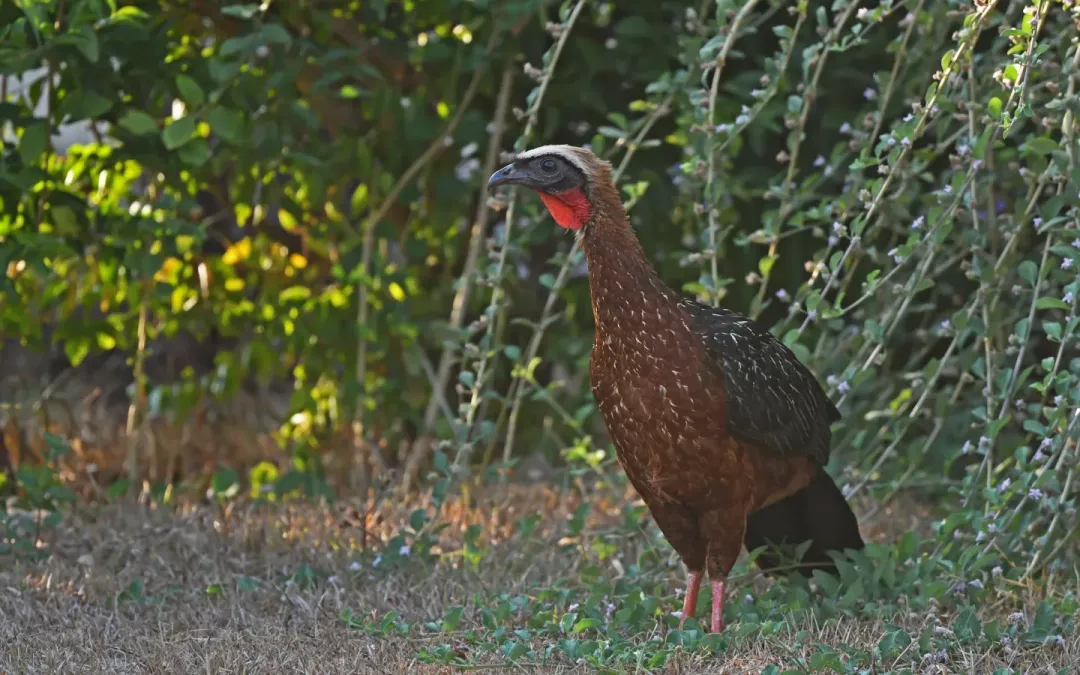 File:Penelope pileata 444169052.jpg