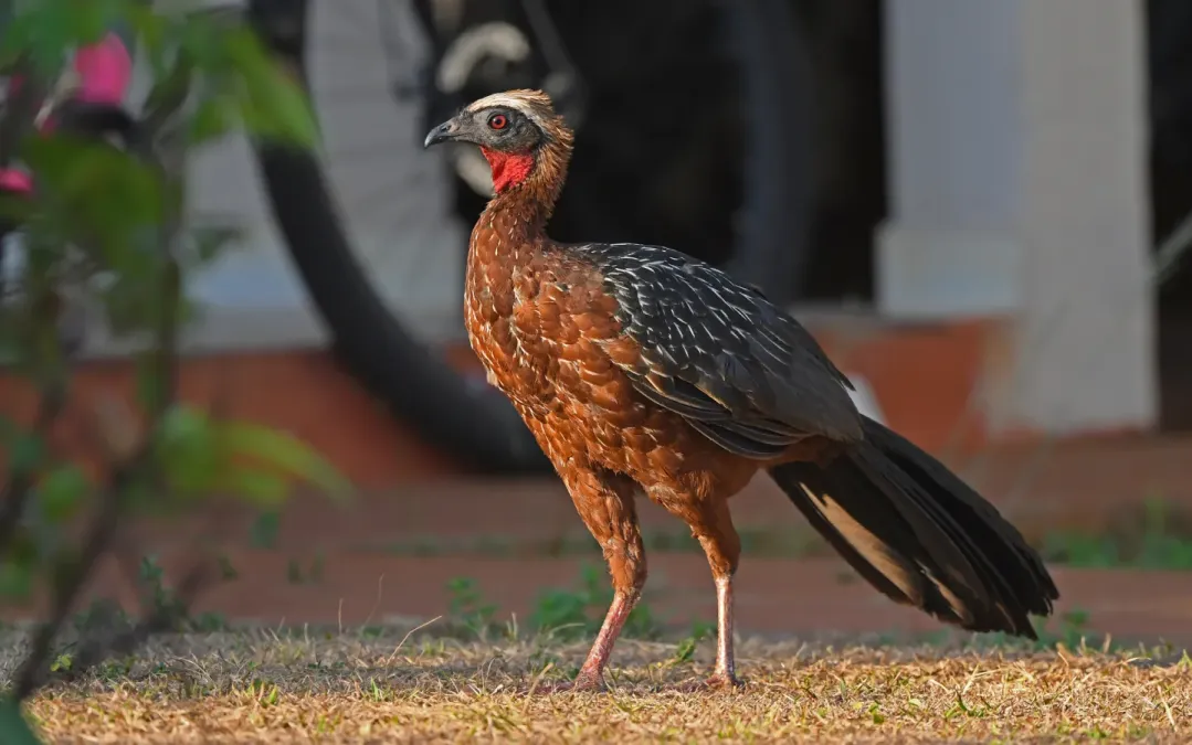 File:Penelope pileata 444168943.jpg