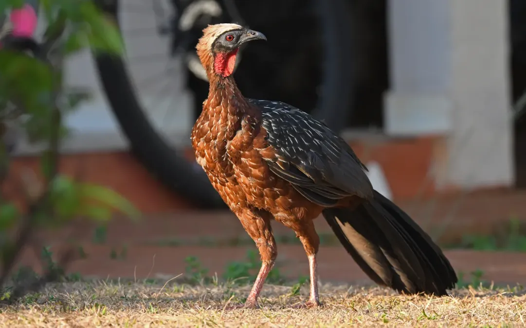 File:Penelope pileata 444168961.jpg