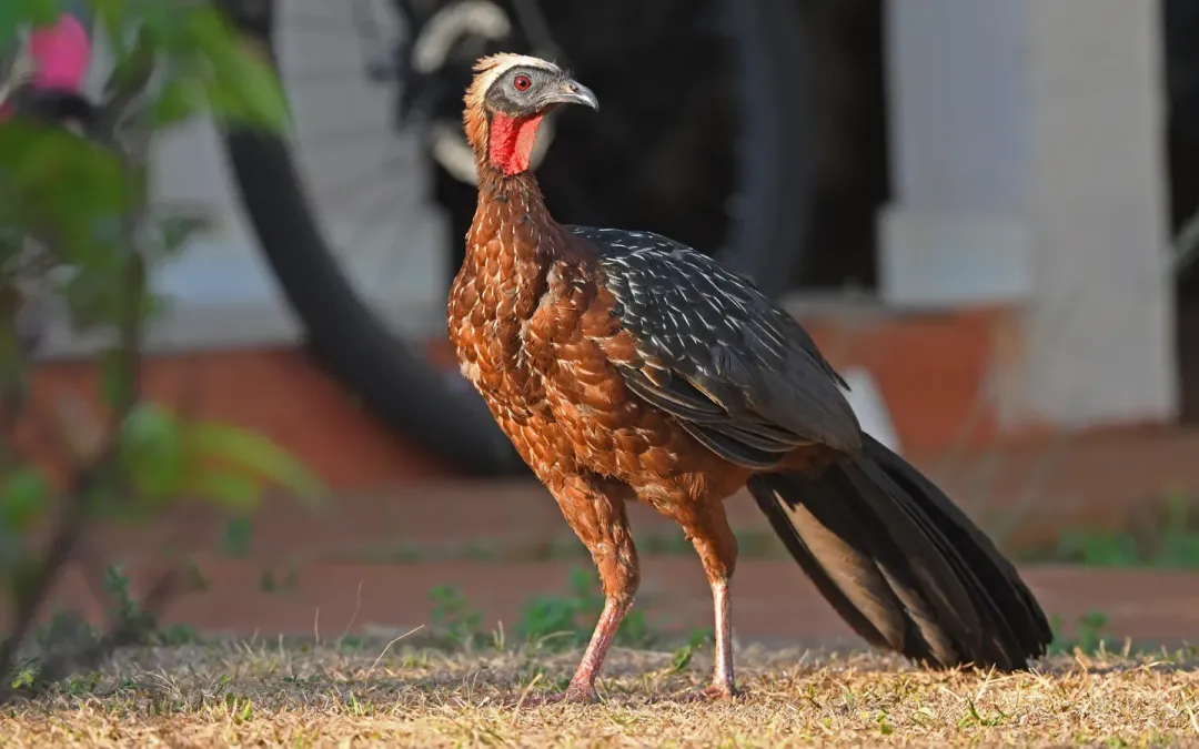 File:Penelope pileata 444168967.jpg