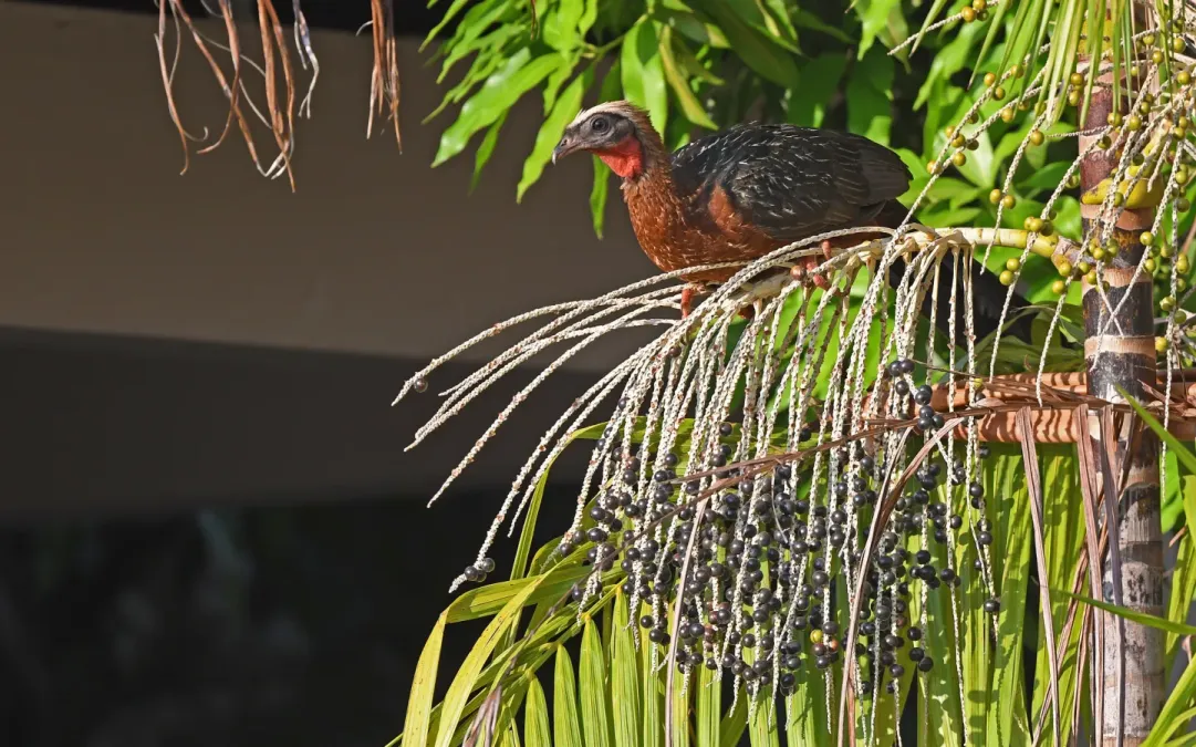 File:Penelope pileata 444168924.jpg