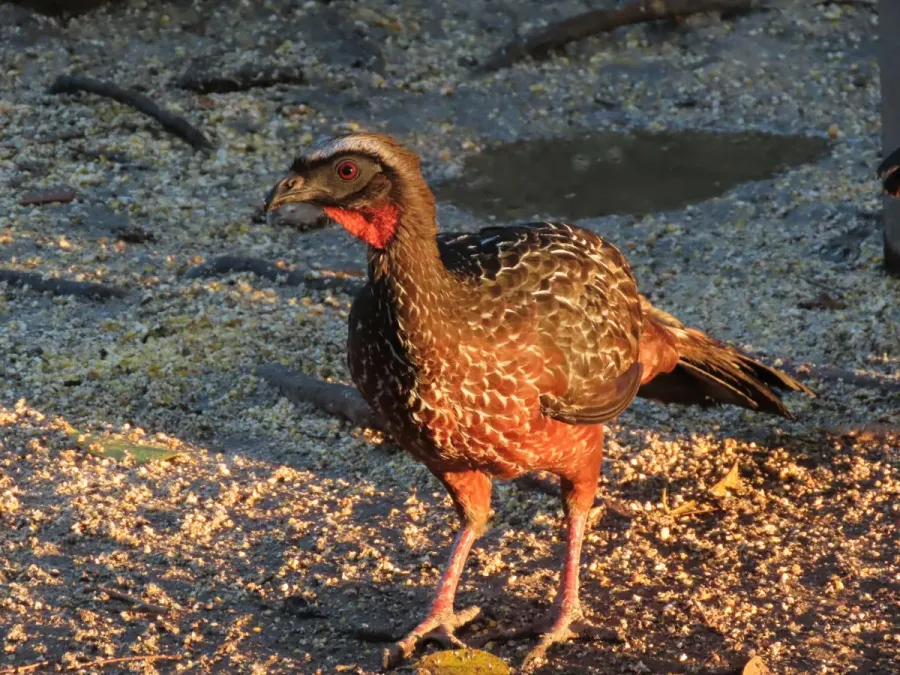 File:Penelope ochrogaster 312864090.jpg