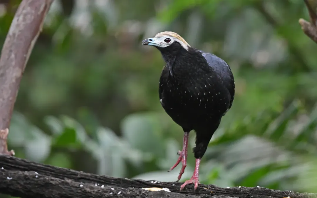File:Pipile cumanensis 329415473.jpg