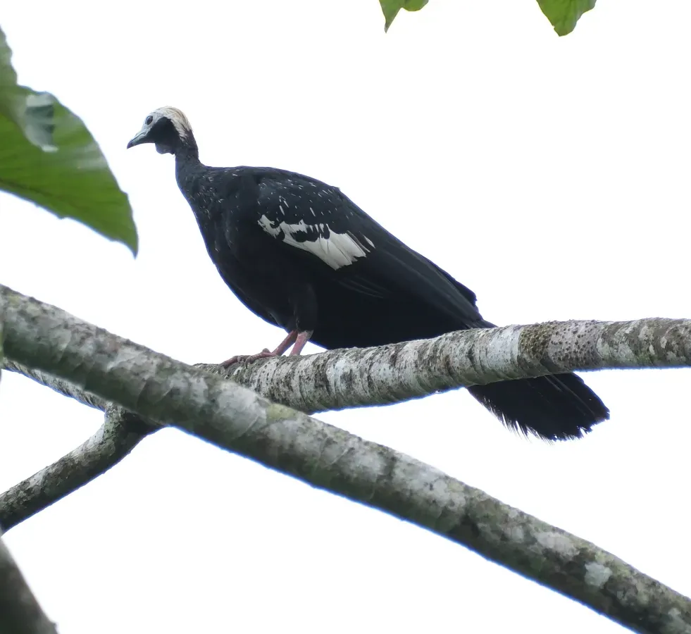 File:Pipile cumanensis 252655822.jpg