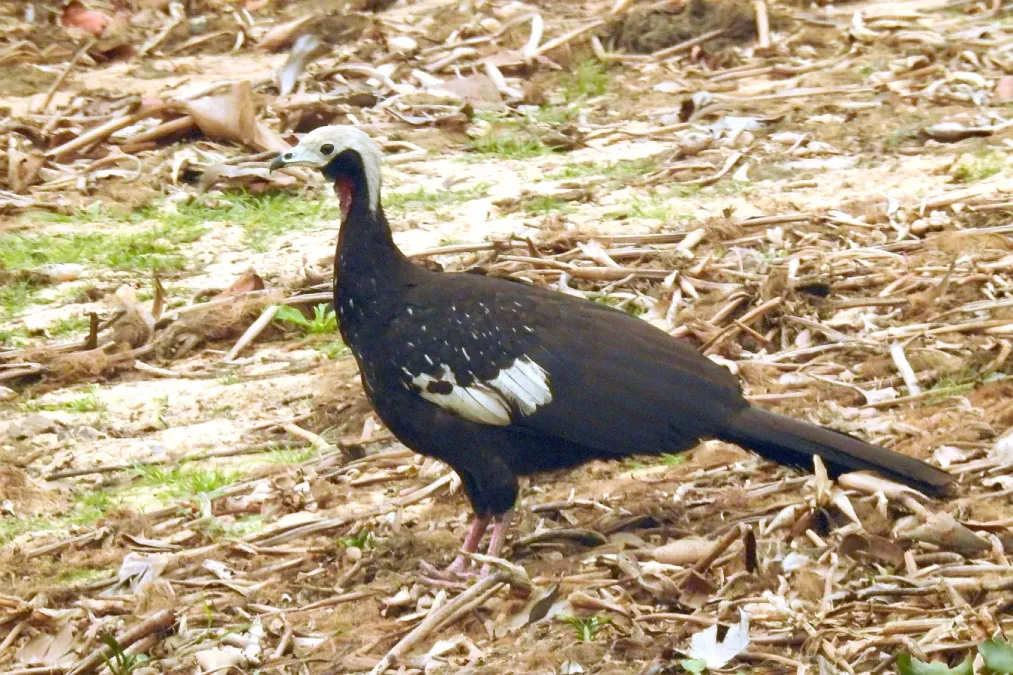 File:Pipile cujubi 445822252.jpg