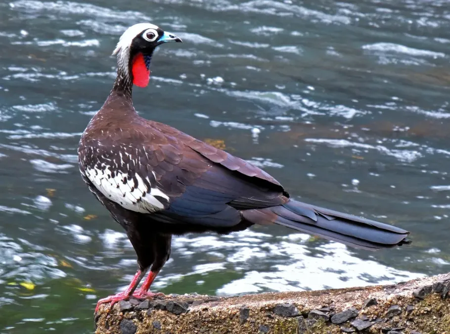 File:Pipile jacutinga 243789945.jpg