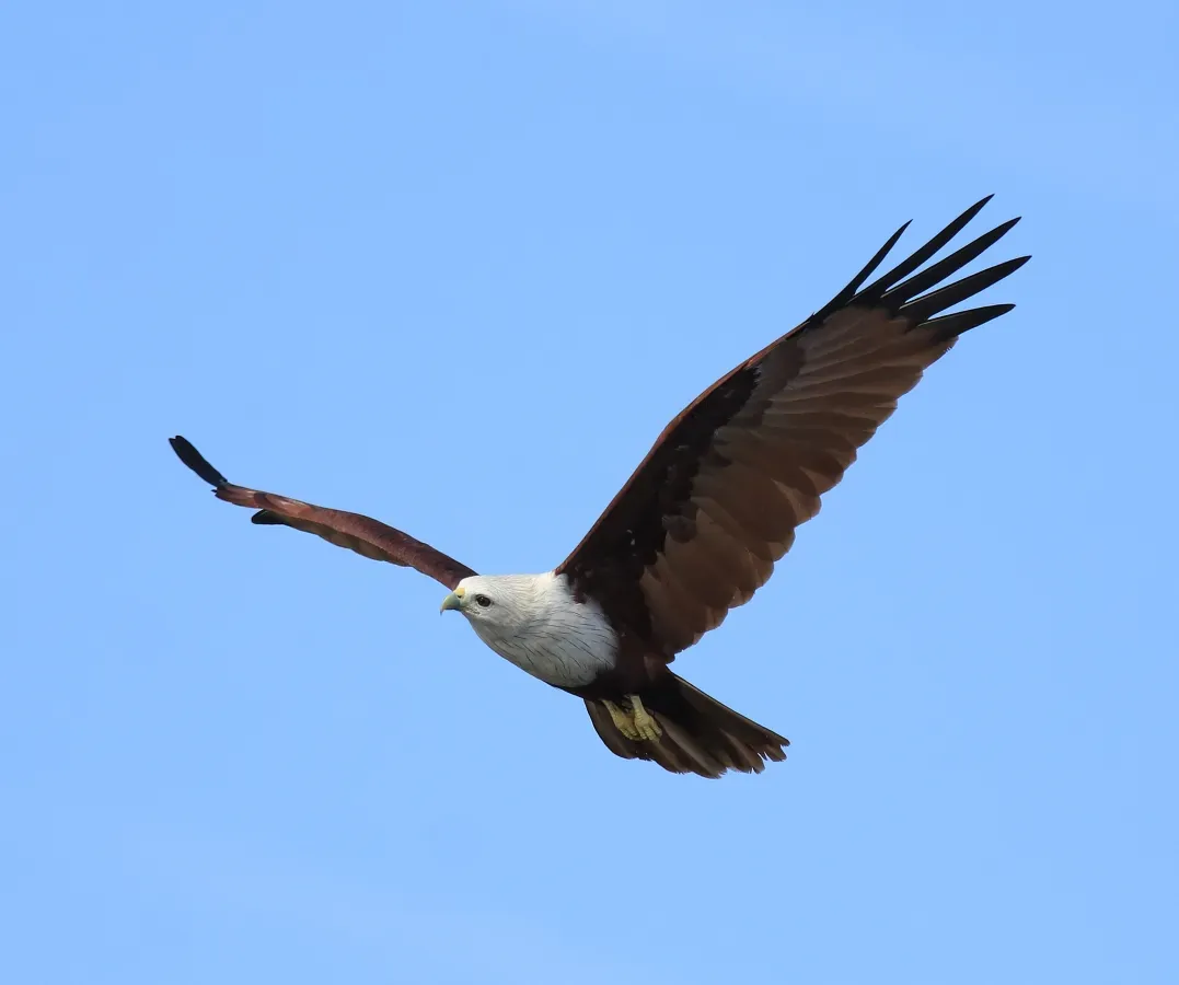 File:Brahminy kite (Haliastur indus)7.jpg