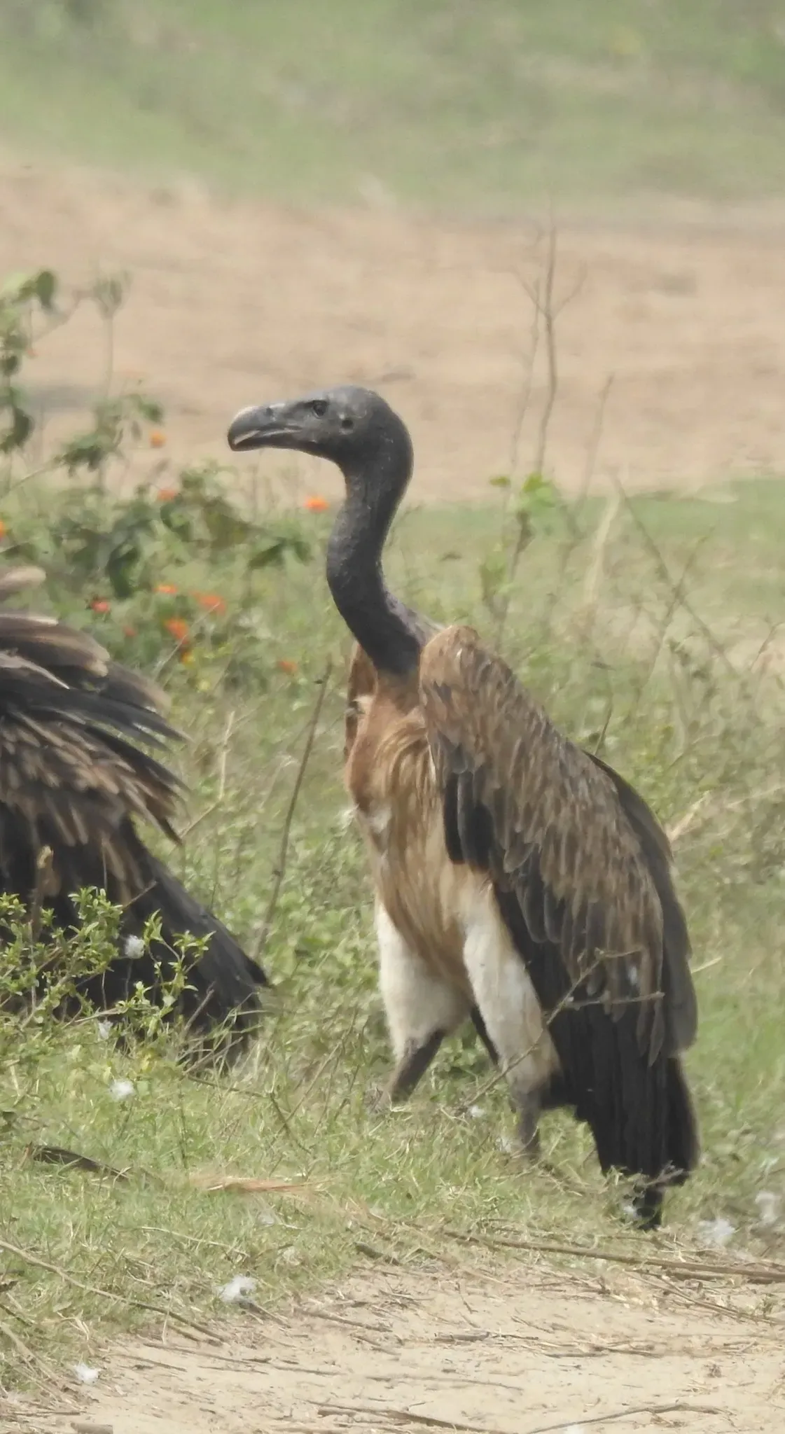 File:Gyps tenuirostris 183400010.jpg