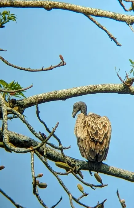File:Gyps tenuirostris 361017874.jpg